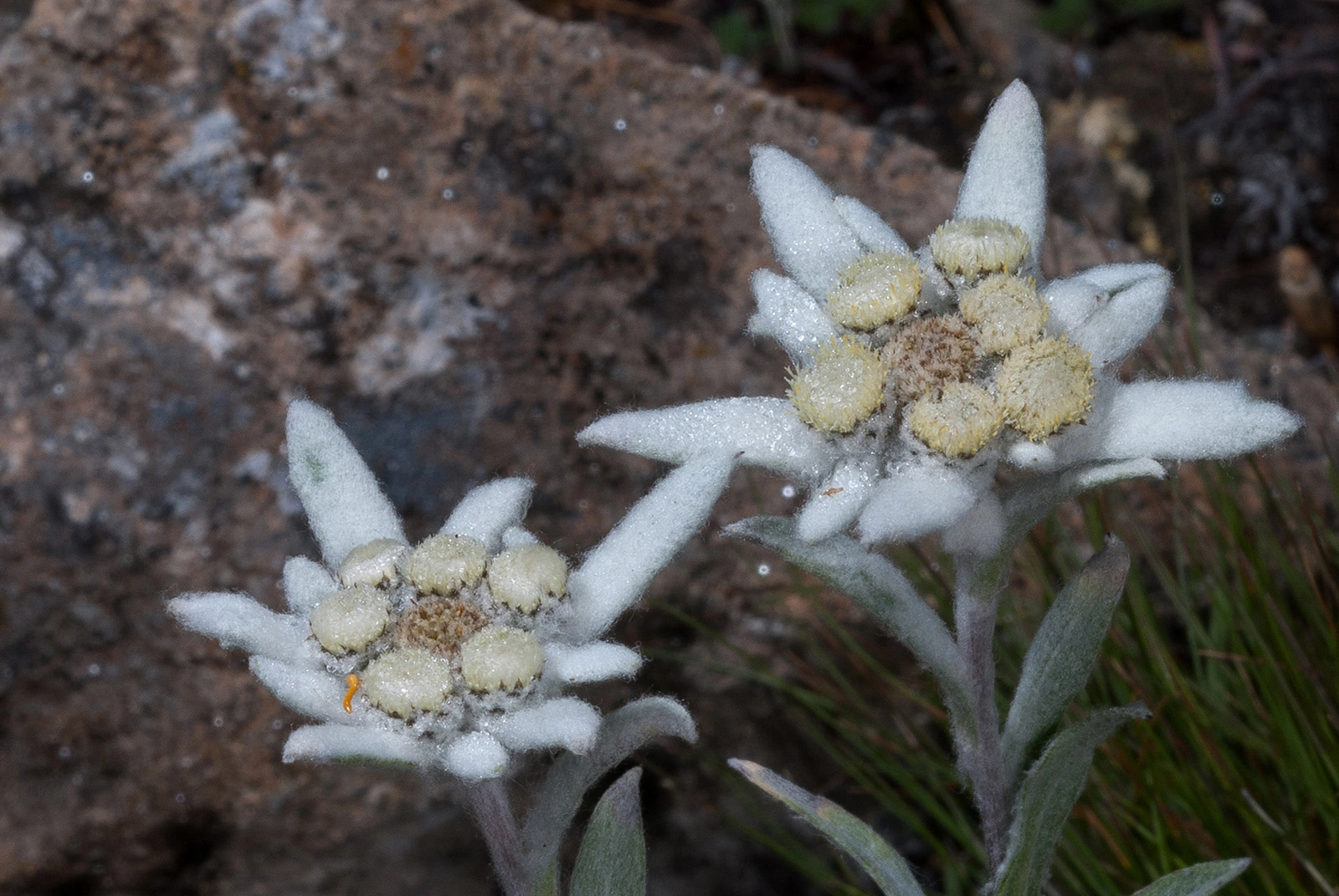 Photo Maurizio Broglio - Leontopodium alpinum